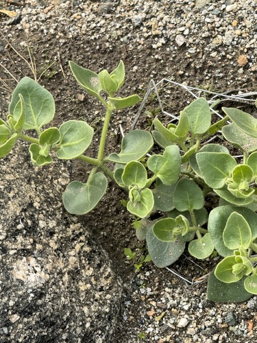 iNaturalist observation photo of Wishbone Bush