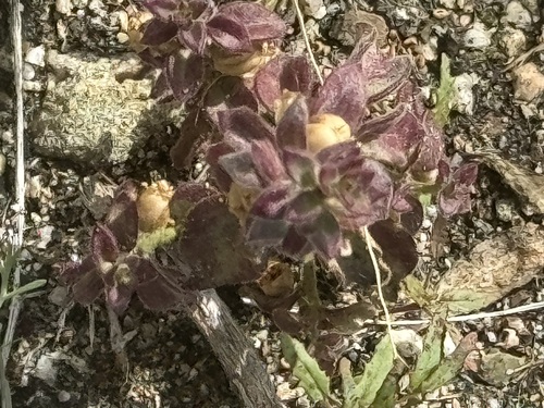 iNaturalist observation photo of Deep Canyon snapdragon