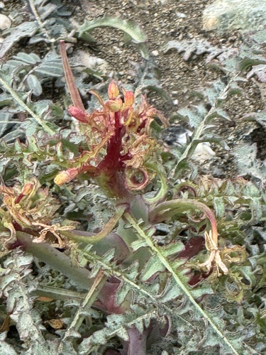 iNaturalist observation photo of California primrose