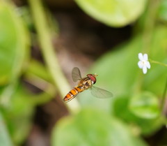 Episyrphus viridaureus