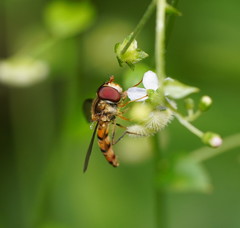 Episyrphus viridaureus
