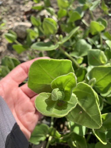 iNaturalist observation photo of four o'clocks