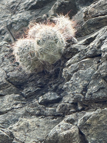 iNaturalist observation photo of Common Fishhook Cactus