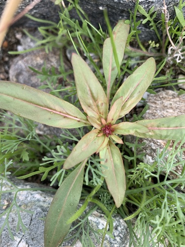 iNaturalist observation photo of Booth's Evening Primrose