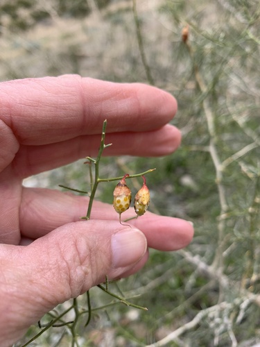 iNaturalist observation photo of indigo-bush
