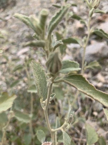 iNaturalist observation photo of Rock Hibiscus