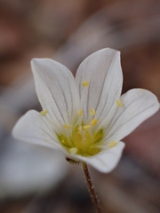 Sabulina douglasii