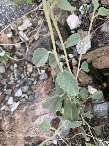 iNaturalist observation photo of Rock Hibiscus