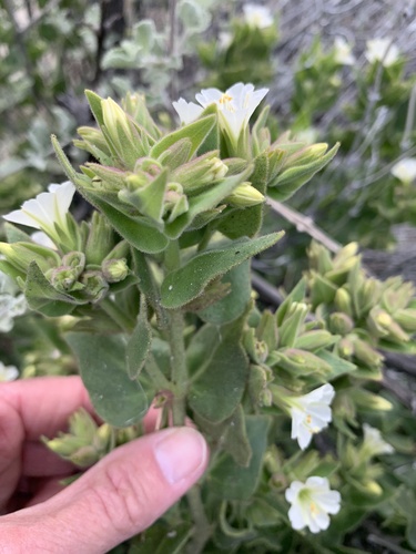 iNaturalist observation photo of slender-lobed four o'clock