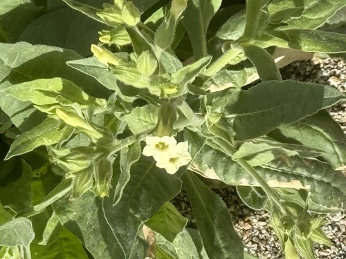 iNaturalist observation photo of desert tobacco