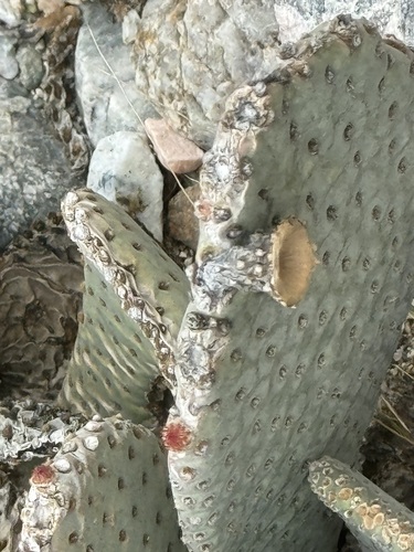 iNaturalist observation photo of beavertail cactus