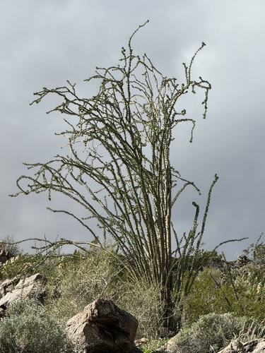 iNaturalist observation photo of ocotillo