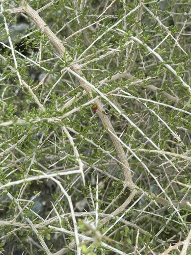 iNaturalist observation photo of boxthorns
