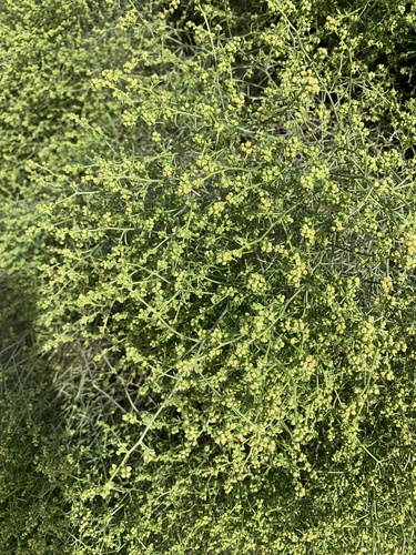 iNaturalist observation photo of Cheesebush