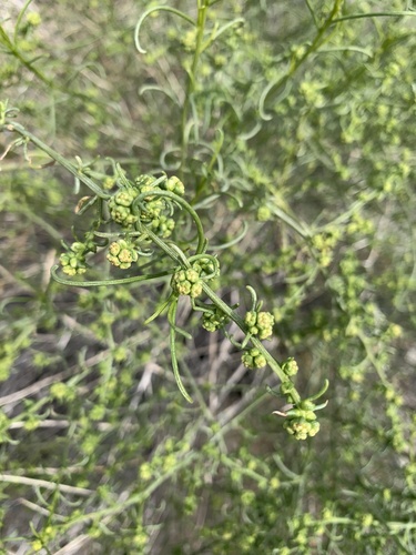 iNaturalist observation photo of Cheesebush