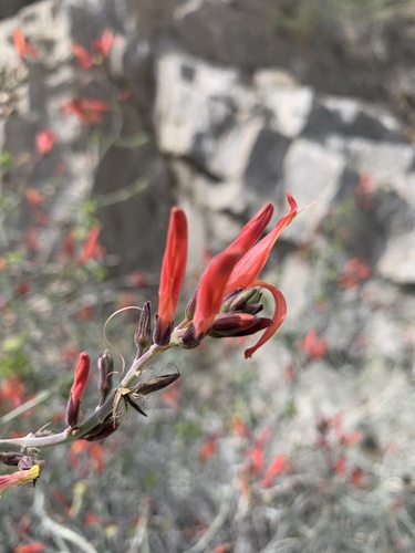 iNaturalist observation photo of chuparosa