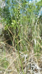 Physostegia purpurea
