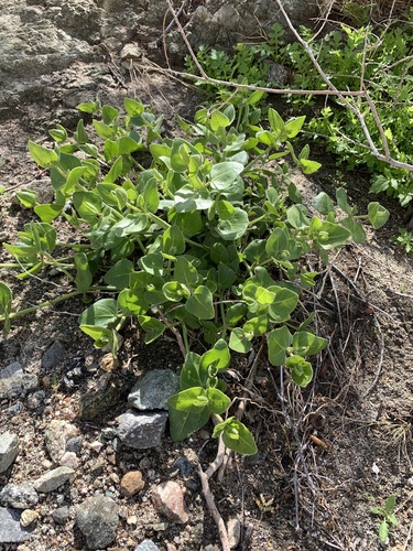 iNaturalist observation photo of four o'clocks
