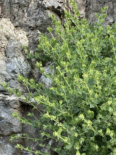 iNaturalist observation photo of slender-lobed four o'clock