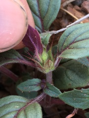 Acanthomintha lanceolata