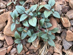 Acanthomintha lanceolata