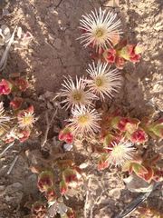 Mesembryanthemum crystallinum