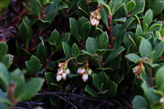 Arctostaphylos pacifica, photograph (c) Arvel Hernandez, some rights reserved (CC BY)
