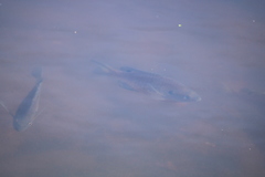 Lepomis macrochirus