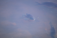 Lepomis macrochirus