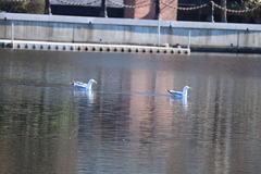 Larus argentatus