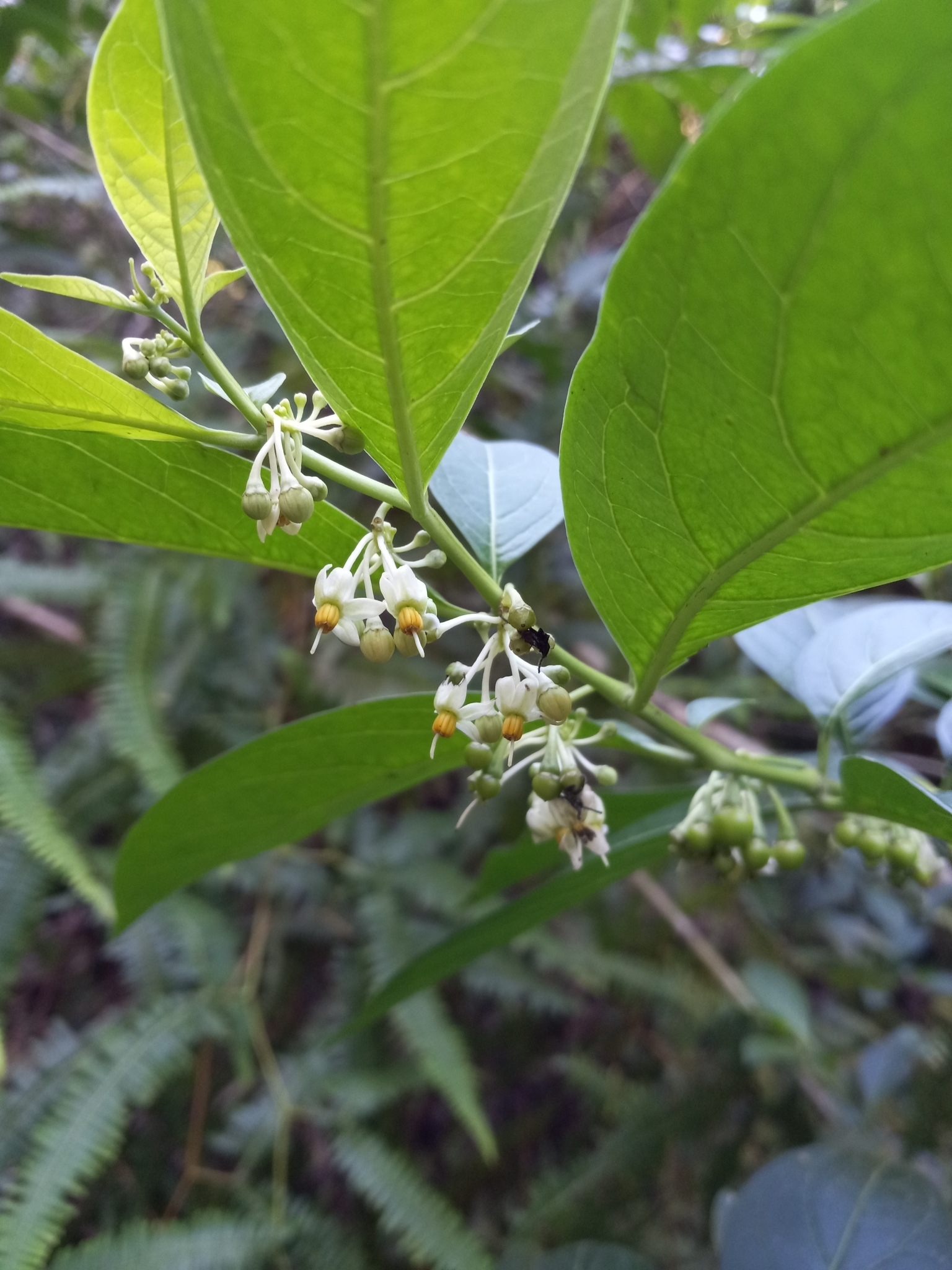Solanum nudum