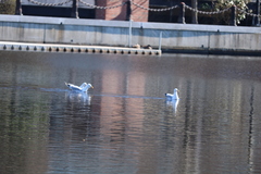 Larus argentatus