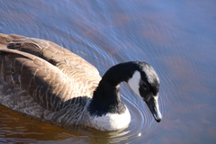 Branta canadensis