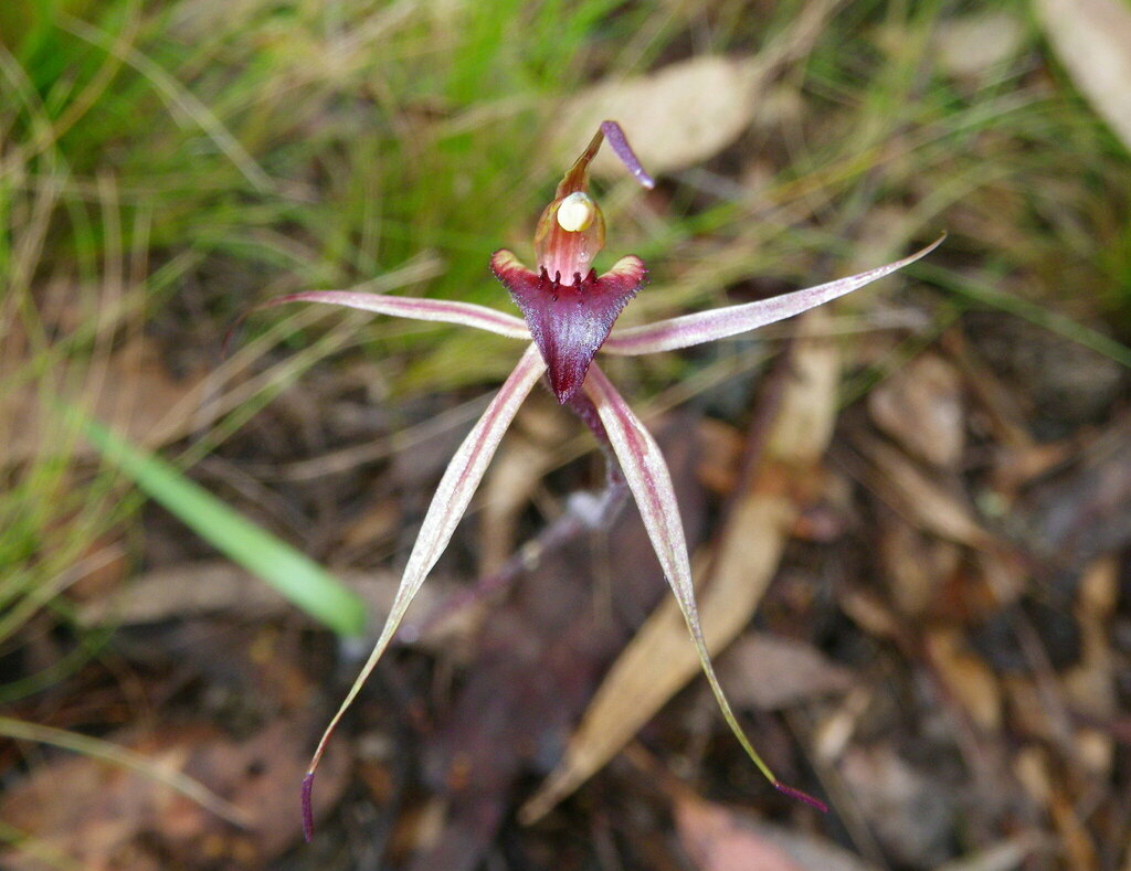 Caladenia fitzgeraldii