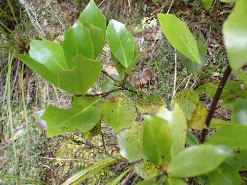 Image of Alseuosmia quercifolia by (c) Leon Perrie, some rights reserved (CC BY)
