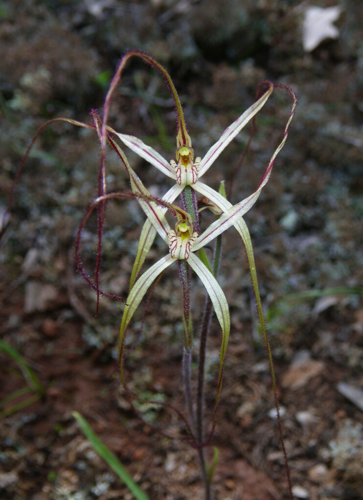 Caladenia flaccida