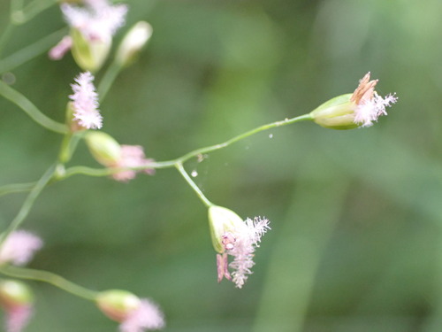 Image of Isachne globosa by (c) Leon Perrie, some rights reserved (CC BY)