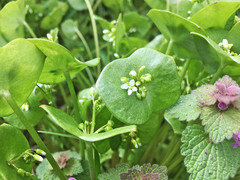 Claytonia perfoliata