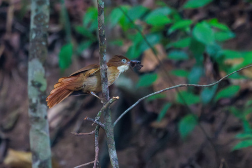 Pernambuco Foliage-gleaner (Automolus lammi), photo 7