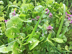 Claytonia perfoliata