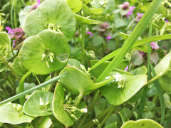 Claytonia perfoliata