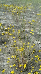 Scleria baldwinii