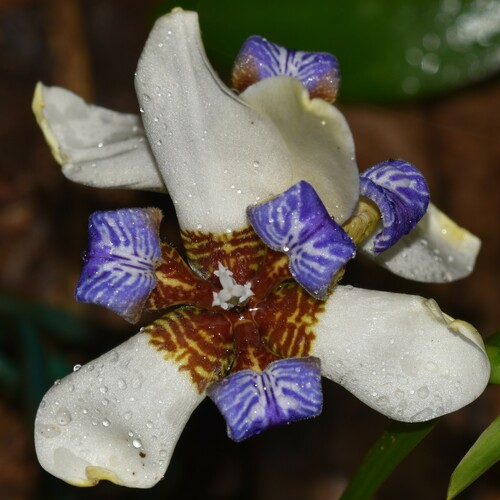Image of White Walking Iris (Trimezia candida) by no rights reserved