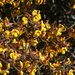 Daviesia articulata - Photo (c) geoffbyrne, some rights reserved (CC BY-NC)