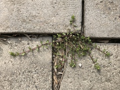 Stellaria apetala