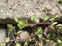 Stellaria apetala