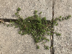 Stellaria apetala
