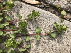 Stellaria apetala
