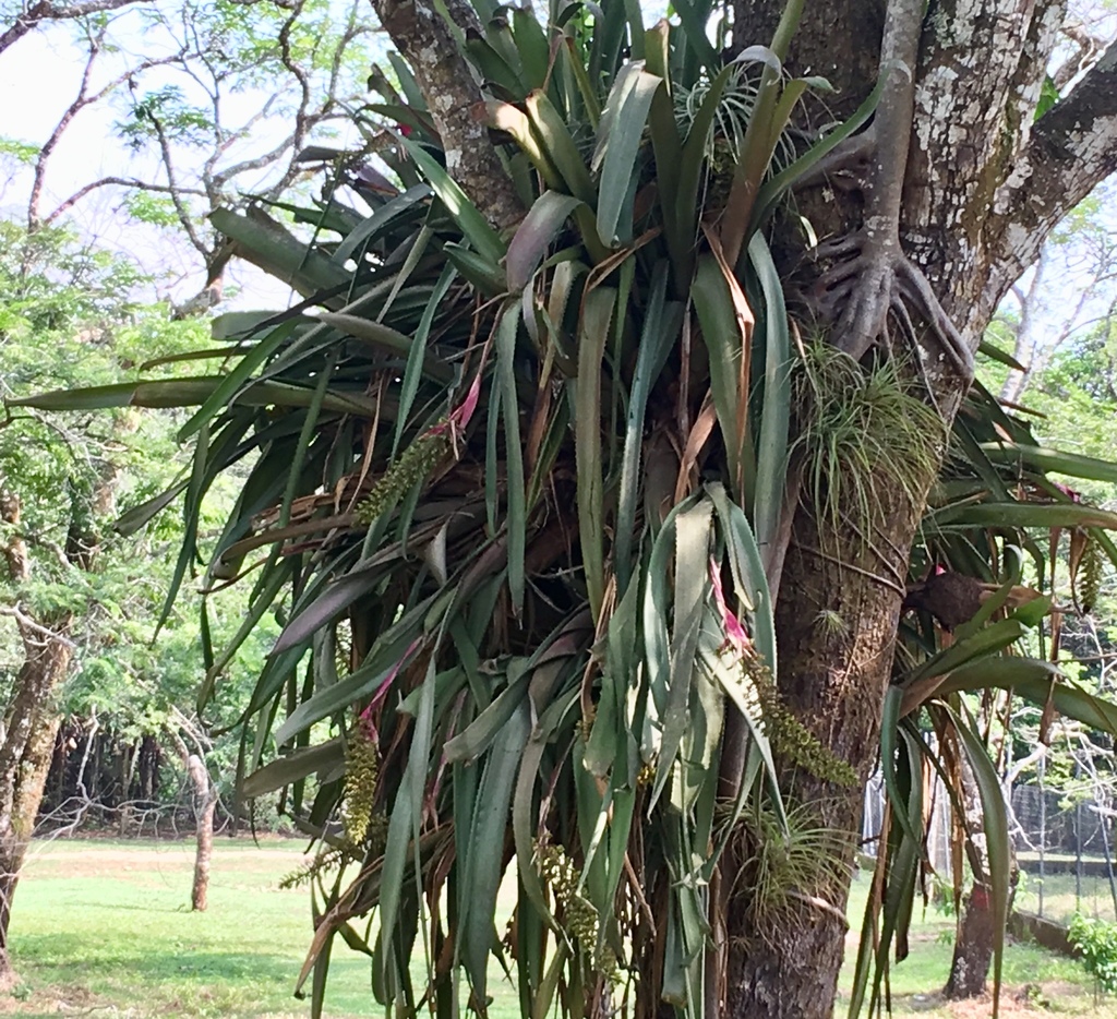 Aechmea tocantina (Aechmea tocantina)