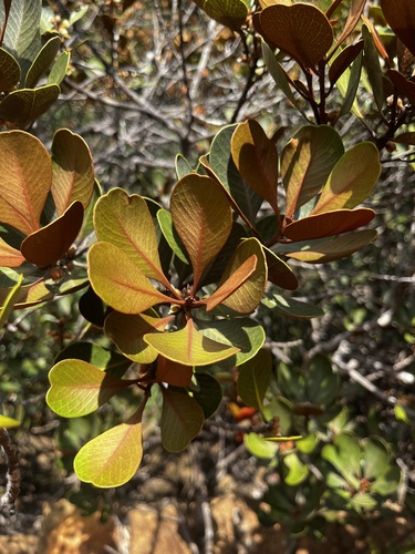 Lauraceae observed 2024-01-25